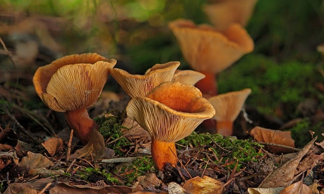 Descargue gratis la imagen gratuita de las hojas de otoño de los hongos milchling para editar con el editor de imágenes en línea gratuito GIMP