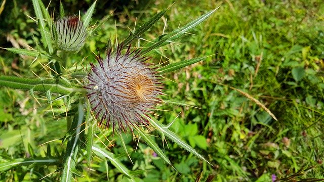 Free download Milk Thistle Green Nature -  free photo or picture to be edited with GIMP online image editor