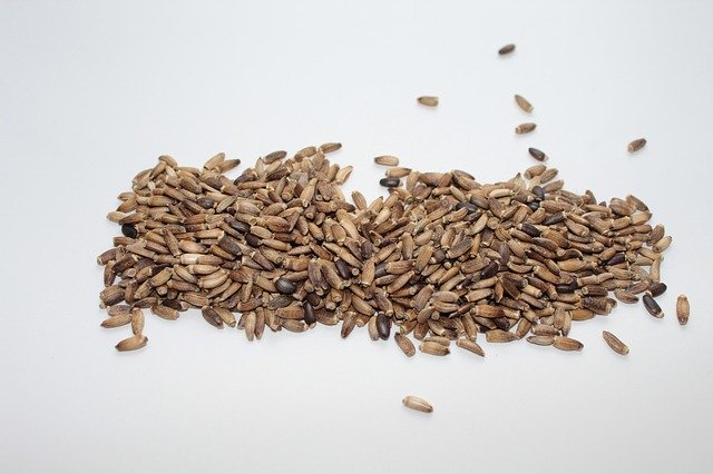 Free download Milk Thistle Seed For -  free photo or picture to be edited with GIMP online image editor