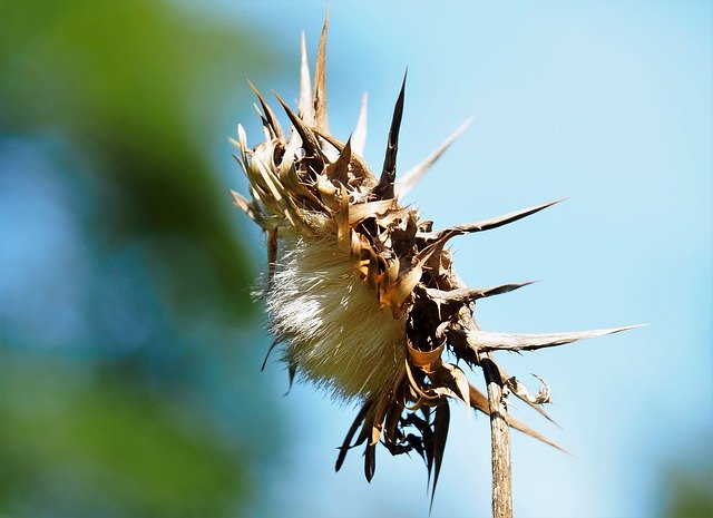 Download gratuito Milk Thistle Summer Prickly - foto o immagine gratuita da modificare con l'editor di immagini online GIMP