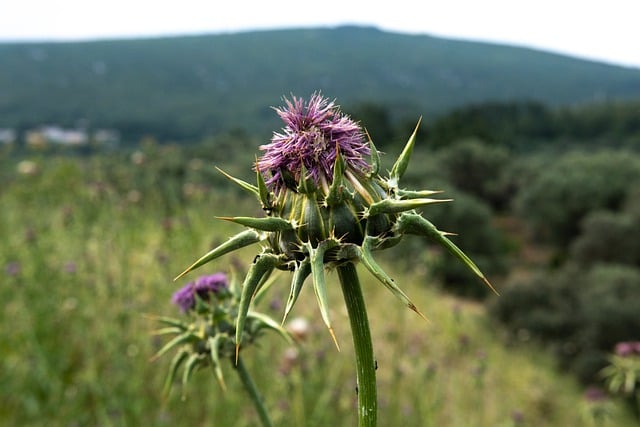 Free download milk thistle thistle free picture to be edited with GIMP free online image editor