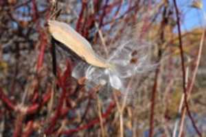 Free download Milkweed HWYL 01 004 free photo or picture to be edited with GIMP online image editor