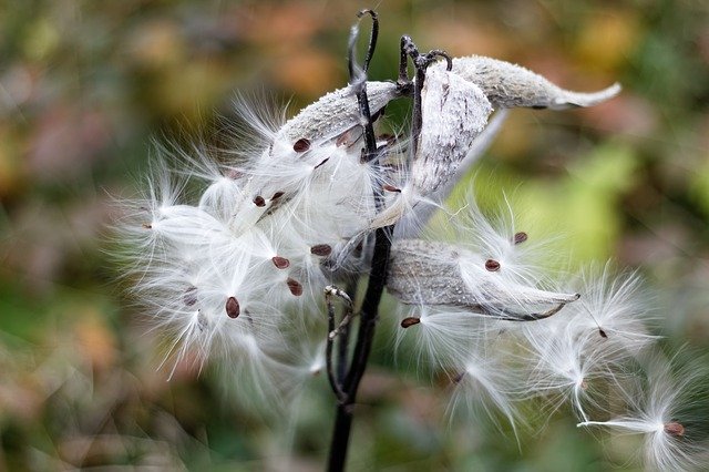 Free picture Milkweed Pods Seeds -  to be edited by GIMP free image editor by OffiDocs