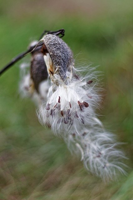 Free download Milkweed Pods Silky -  free photo or picture to be edited with GIMP online image editor