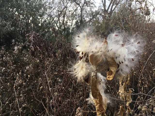 Kostenloser Download Milkweed Seeds Fall Foliage - kostenloses Foto oder Bild zur Bearbeitung mit GIMP Online-Bildbearbeitung