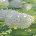 Milkwood pine flower wallpaper  screen for extension Chrome web store in OffiDocs Chromium