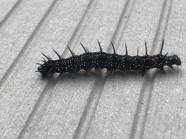 Free download Millipede Insect -  free photo or picture to be edited with GIMP online image editor