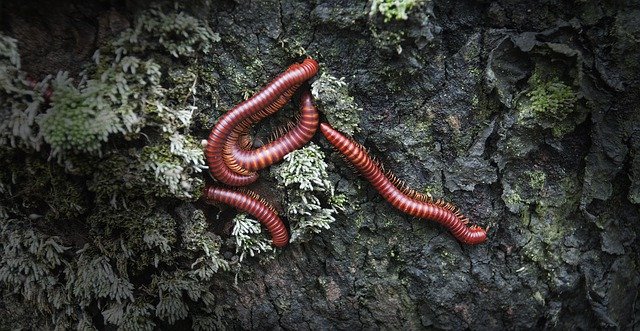 Free download Millipede Nature Worm -  free free photo or picture to be edited with GIMP online image editor