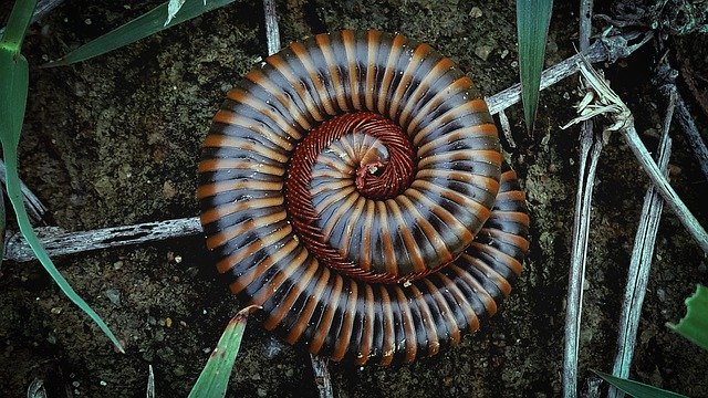 Free download Millipede Spiral High Angle View -  free photo or picture to be edited with GIMP online image editor