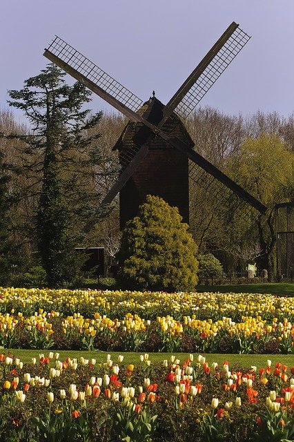 Descargue gratis la plantilla de fotos gratis Mill Tulips Flowers para editar con el editor de imágenes en línea GIMP