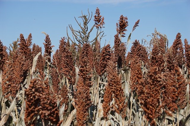 ดาวน์โหลดฟรี Milo Kansas Agriculture - ภาพถ่ายหรือรูปภาพฟรีที่จะแก้ไขด้วยโปรแกรมแก้ไขรูปภาพออนไลน์ GIMP