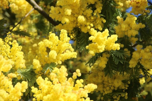 Free download Mimosa Flower May -  free photo or picture to be edited with GIMP online image editor
