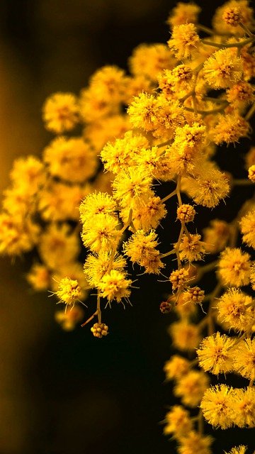 Free download mimosa flowers plant yellow flowers free picture to be edited with GIMP free online image editor