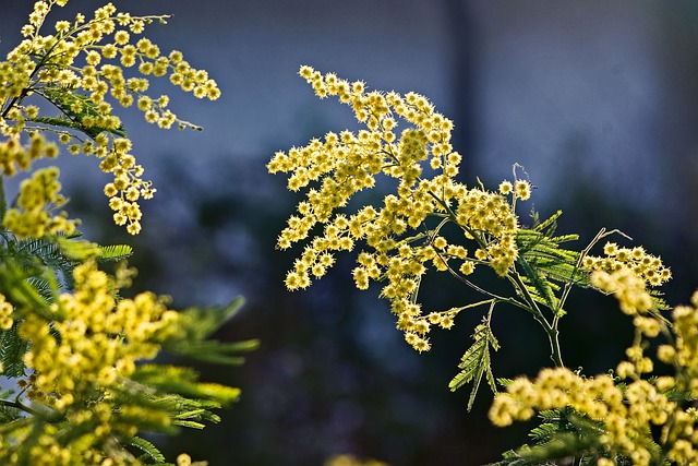 Free download mimosa flowers spring bloom free picture to be edited with GIMP free online image editor