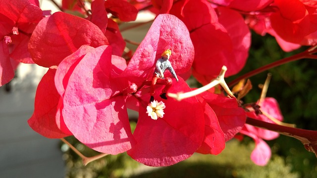 Free download miniature figures blossom bloom free picture to be edited with GIMP free online image editor