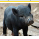 Minigris.nu  screen for extension Chrome web store in OffiDocs Chromium
