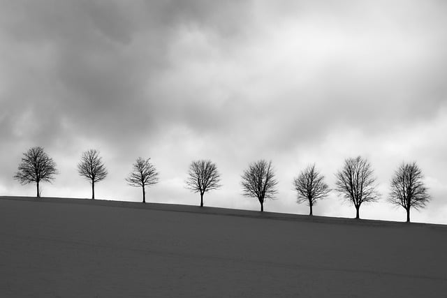 Free download minimalism trees heaven winter free picture to be edited with GIMP free online image editor