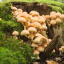 Mini mushrooms and moss under the tree  screen for extension Chrome web store in OffiDocs Chromium