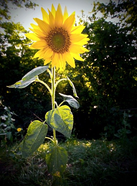 Gratis download Mini Small Sunflower - gratis foto of afbeelding om te bewerken met GIMP online afbeeldingseditor