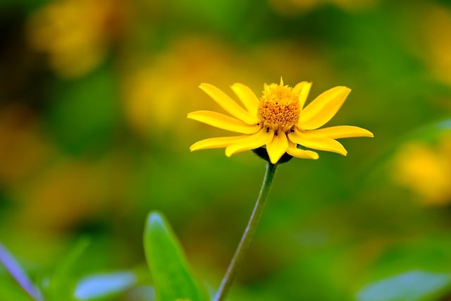 Free download mini sunflower yellow flower flora free picture to be edited with GIMP free online image editor