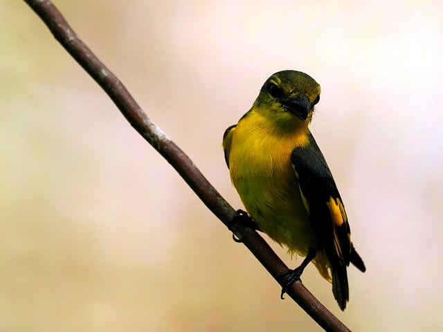 دانلود رایگان Minivet bird عکس حیوان کوچک Minivet رایگان برای ویرایش با ویرایشگر تصویر آنلاین رایگان GIMP