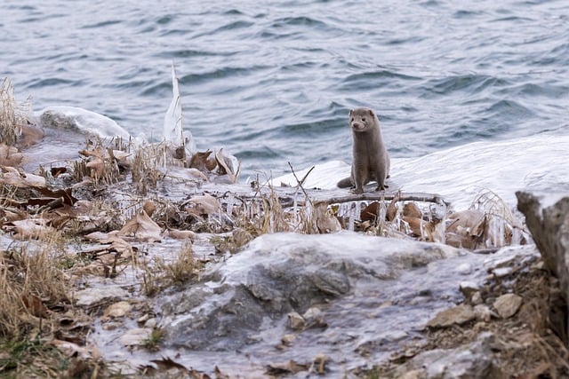 Free download mink animal lake winter ocean free picture to be edited with GIMP free online image editor