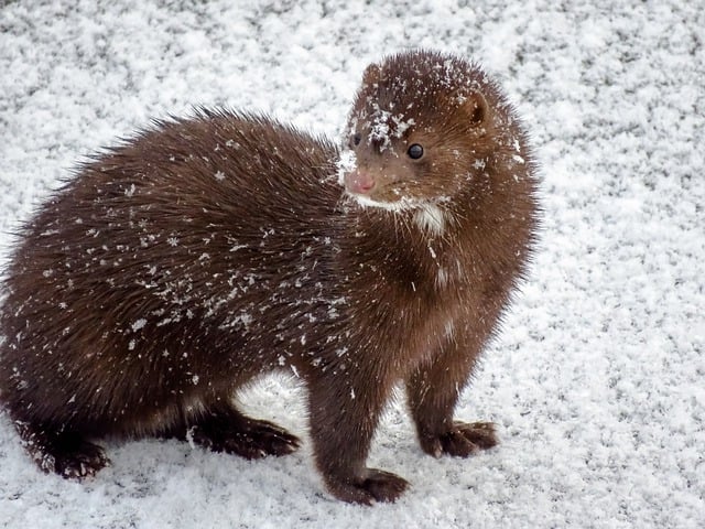 Free download mink animal snow winter fur free picture to be edited with GIMP free online image editor