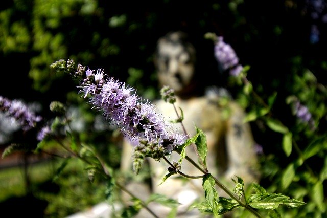 Free download Mint Buddha Summer -  free photo or picture to be edited with GIMP online image editor