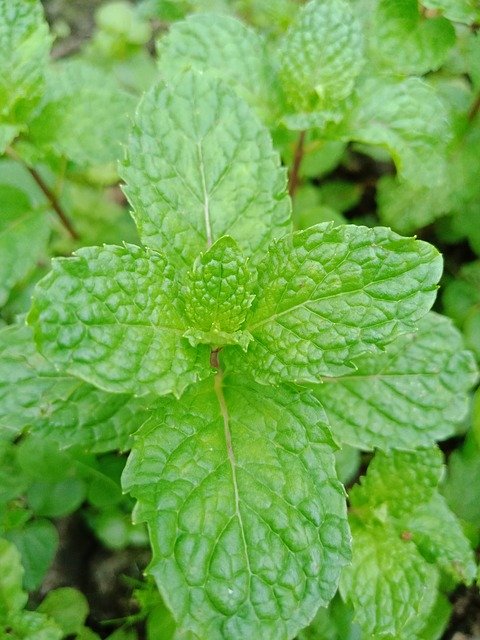 Free download Mint Green -  free photo or picture to be edited with GIMP online image editor