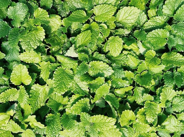 Free download Mint Herb Plant -  free photo or picture to be edited with GIMP online image editor