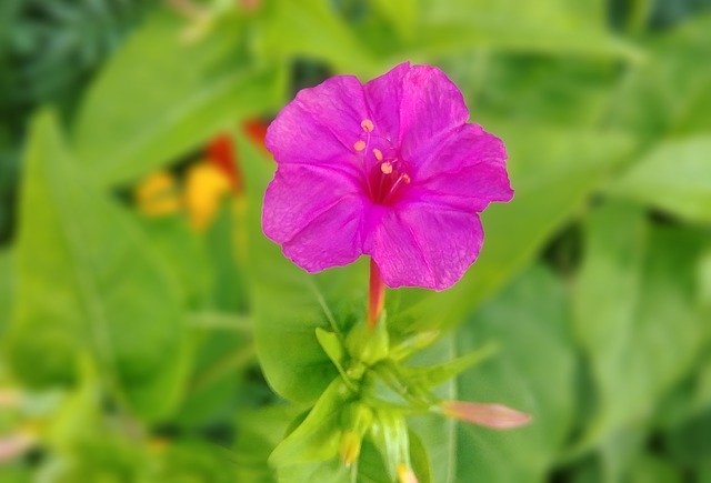 Free download Minutes Flower Red One -  free photo or picture to be edited with GIMP online image editor