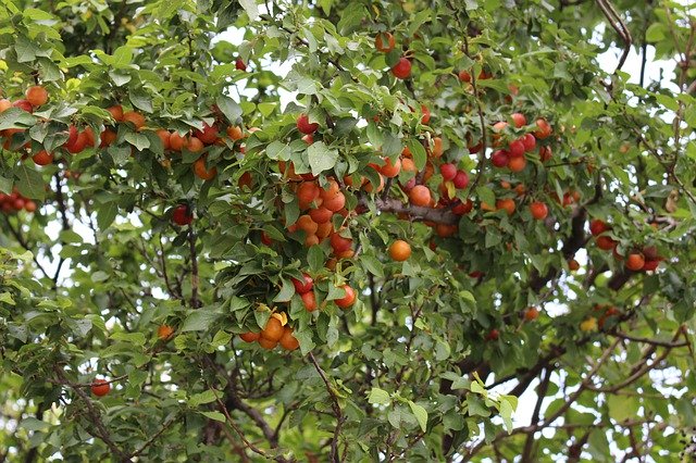 বিনামূল্যে ডাউনলোড করুন Mirabelle Ringlotte - বিনামূল্যে ফটো বা ছবি GIMP অনলাইন ইমেজ এডিটর দিয়ে সম্পাদনা করা হবে