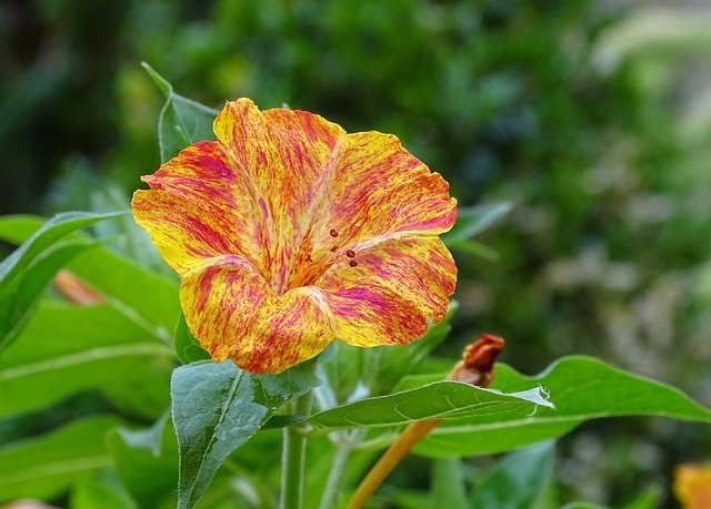Free download miracle flower mirabilis jalapa free picture to be edited with GIMP free online image editor