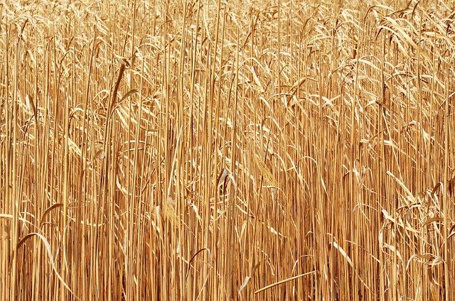 Free download miscanthus elephant grass free picture to be edited with GIMP free online image editor