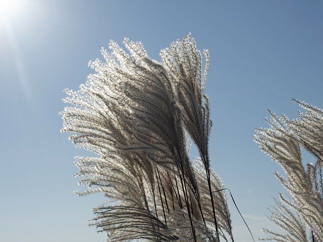 Free download Miscanthus Sinensis -  free photo or picture to be edited with GIMP online image editor