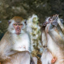 Mischievous Apes  screen for extension Chrome web store in OffiDocs Chromium Mischievous Apes  screen for extension Chrome web store in OffiDocs Chromium