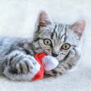 Mischievous cat  screen for extension Chrome web store in OffiDocs Chromium