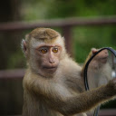 Mischievous monkey  screen for extension Chrome web store in OffiDocs Chromium