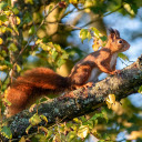 Mischievous squirrel  screen for extension Chrome web store in OffiDocs Chromium