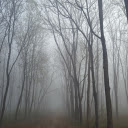 Mist covers the eastern forest  screen for extension Chrome web store in OffiDocs Chromium