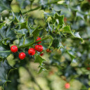 Mistletoe  screen for extension Chrome web store in OffiDocs Chromium