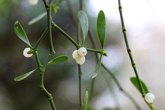 Free download Mistletoe Berries -  free photo or picture to be edited with GIMP online image editor