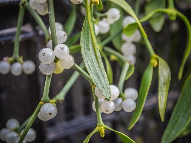 Unduh gratis Mistletoe Plants Green - foto atau gambar gratis untuk diedit dengan editor gambar online GIMP