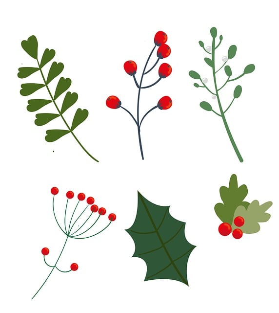 Free download mistletoe plants leaves winter free picture to be edited with GIMP free online image editor