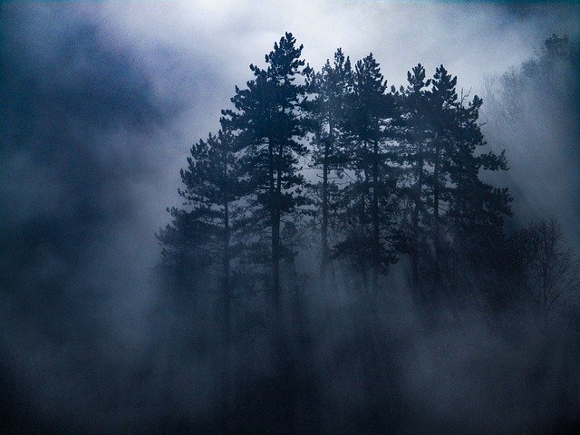 Download grátis Mist Morning Forest - foto ou imagem gratuita para ser editada com o editor de imagens online GIMP