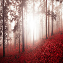 Misty Fall Forest Wallpaper Theme  screen for extension Chrome web store in OffiDocs Chromium