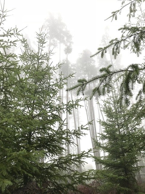 Free picture Misty Forest Fog -  to be edited by GIMP free image editor by OffiDocs