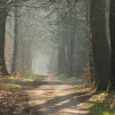 Misty Forest Path  screen for extension Chrome web store in OffiDocs Chromium