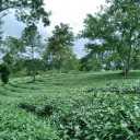 Mỹ Lệ Tea Hill – A Serene Green Paradise in the Highlands  screen for extension Chrome web store in OffiDocs Chromium