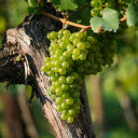 MMany green grapes  screen for extension Chrome web store in OffiDocs Chromium